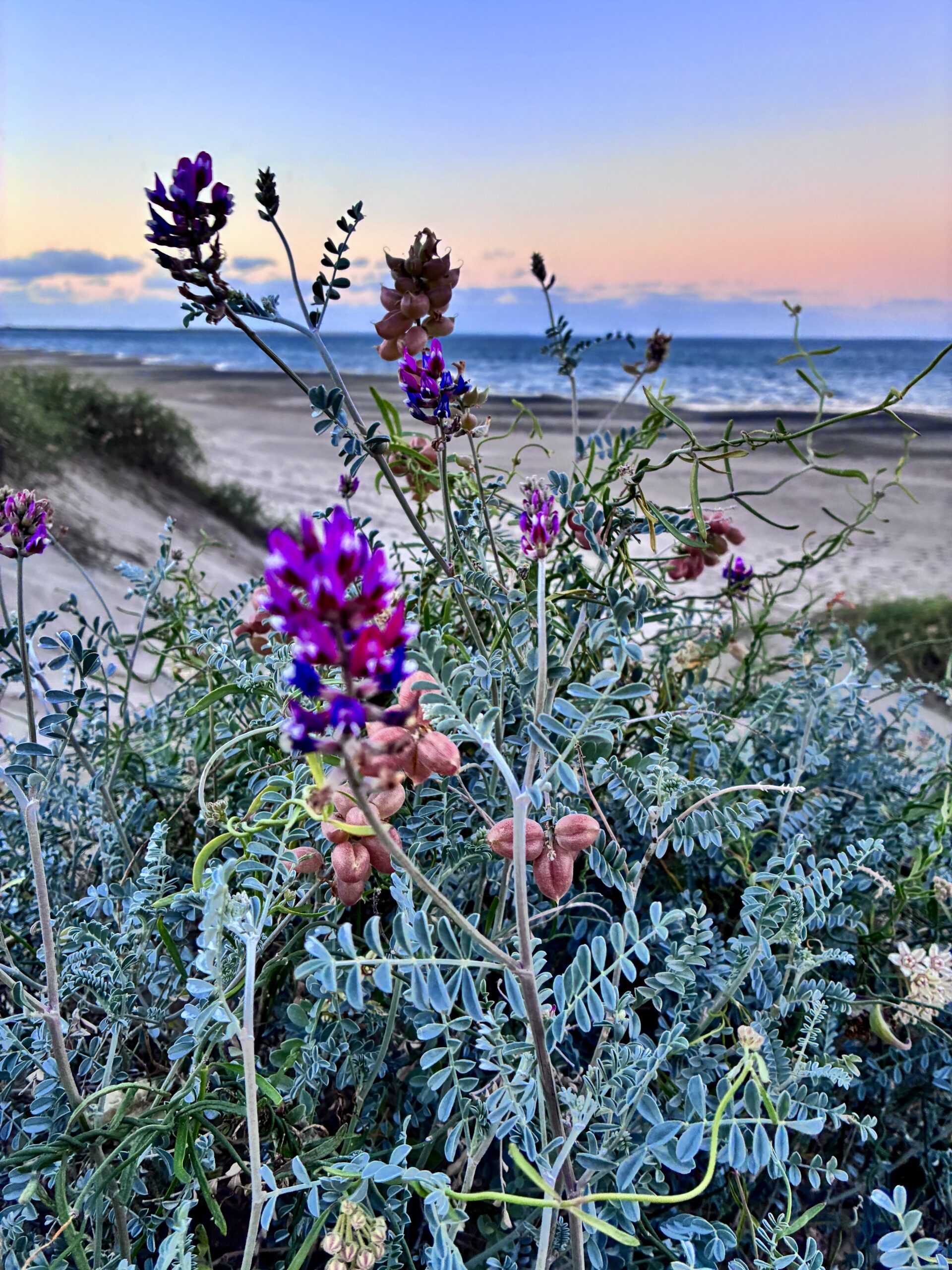 Baja California Sur and more!